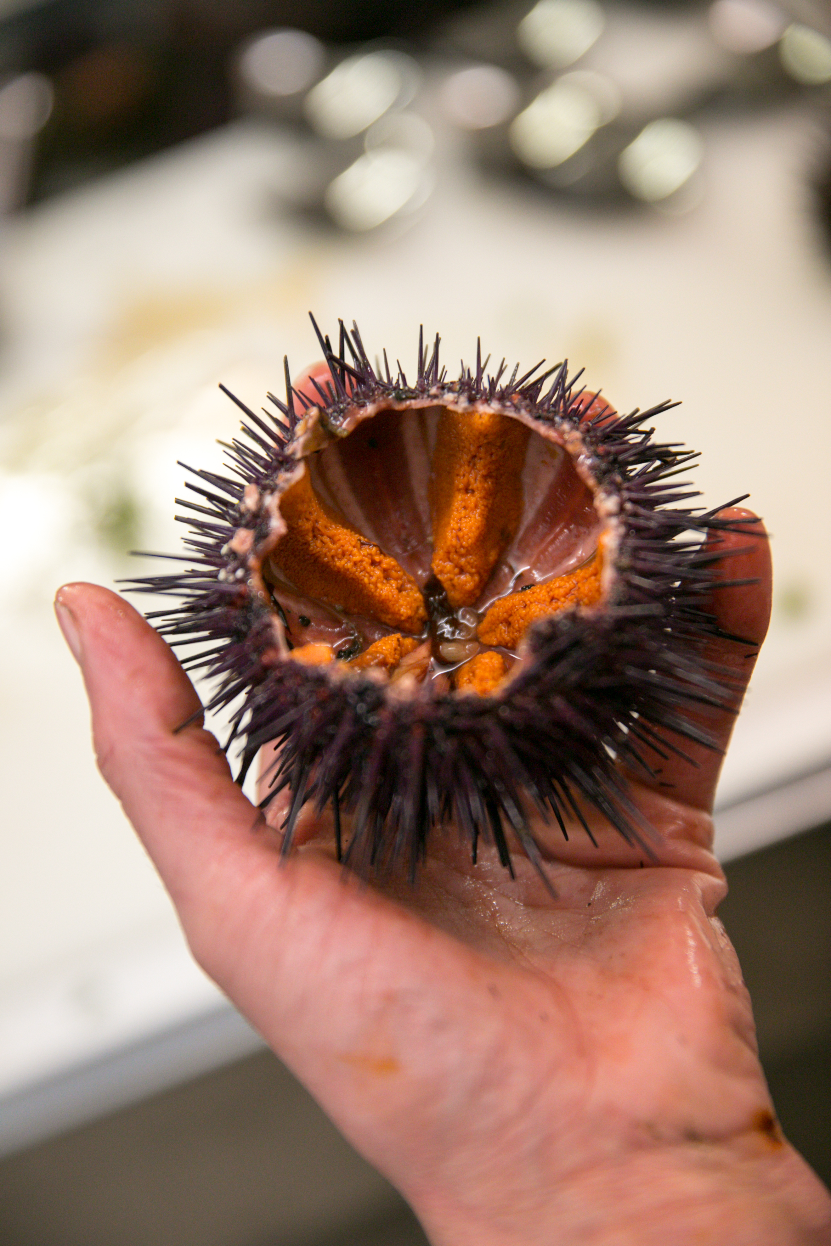 Ao natural, vapor e em açorda: apanhe a onda de ouriços-do-mar prestes a chegar à Ericeira