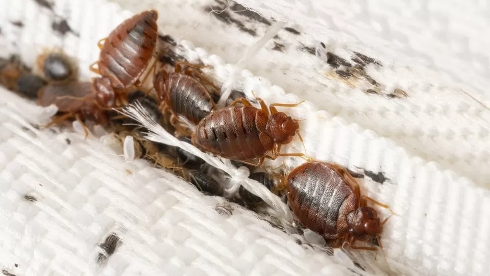 Praga de percevejos já chegou a Portugal. Onde se escondem? E como podemos livrar-nos deles?