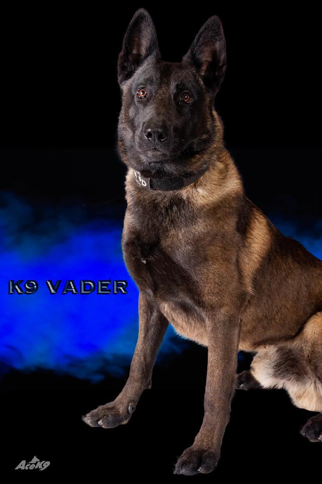 Cão-polícia morre ao calor depois de ter sido deixado no carro-patrulha. Vader tinha 4 anos