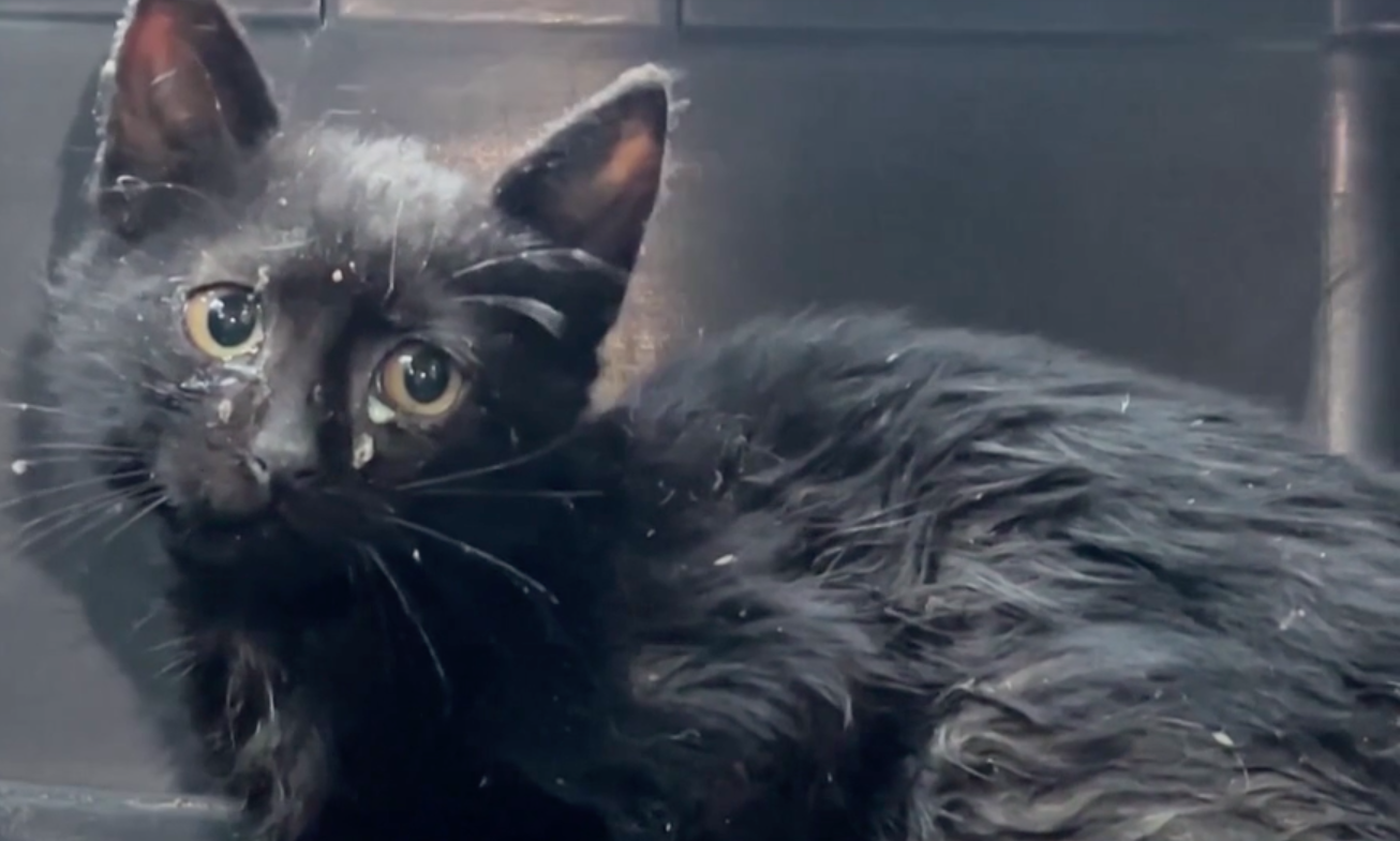 Gato bebé ficou preso durante três dias num tubo — mas a história teve um final feliz