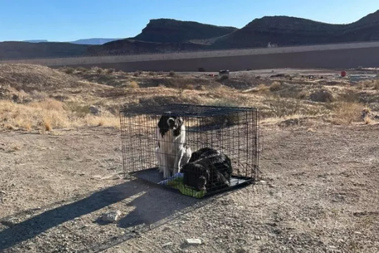 Dois Cães foram presos numa jaula e abandonados no deserto, sem comida e água. Polícia já está a investigar