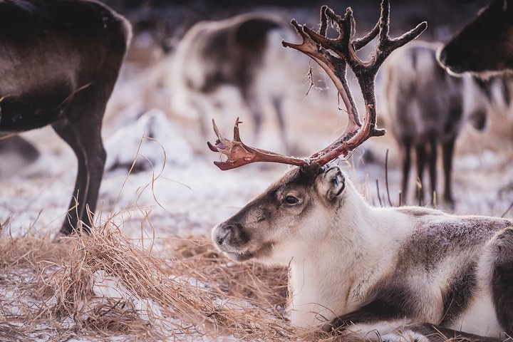 O nariz do Rodolfo até pode ser vermelho, mas sabia que os olhos das renas mudam de cor?
