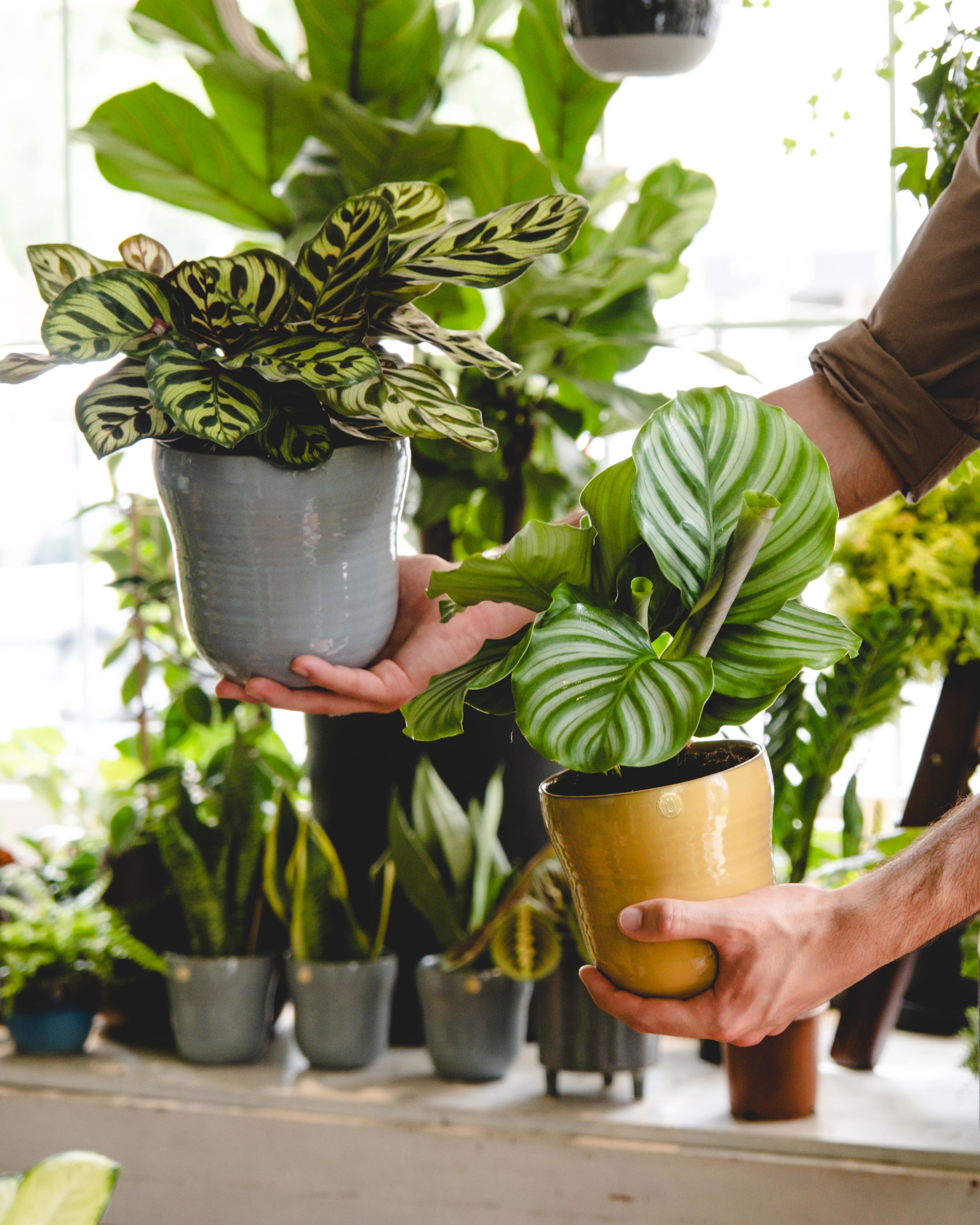 Um hotel sem camas e casas de banho? Acredite, não vão fazer falta: aqui só entram plantas