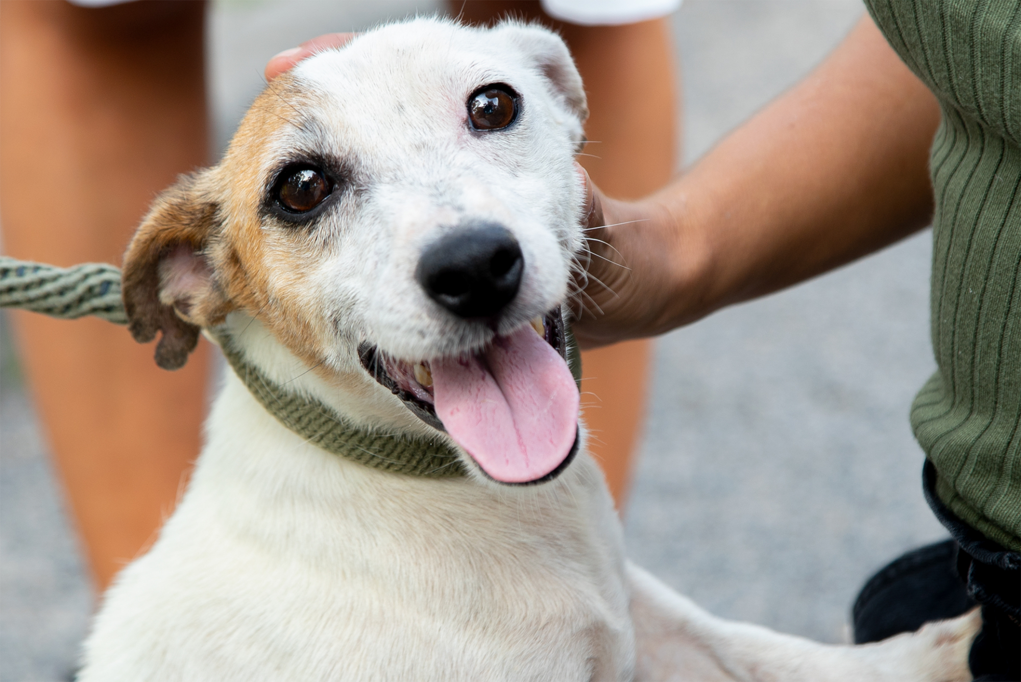 No Dia do Animal, homenageamos estes 21 cães vítimas dos abandonos de verão