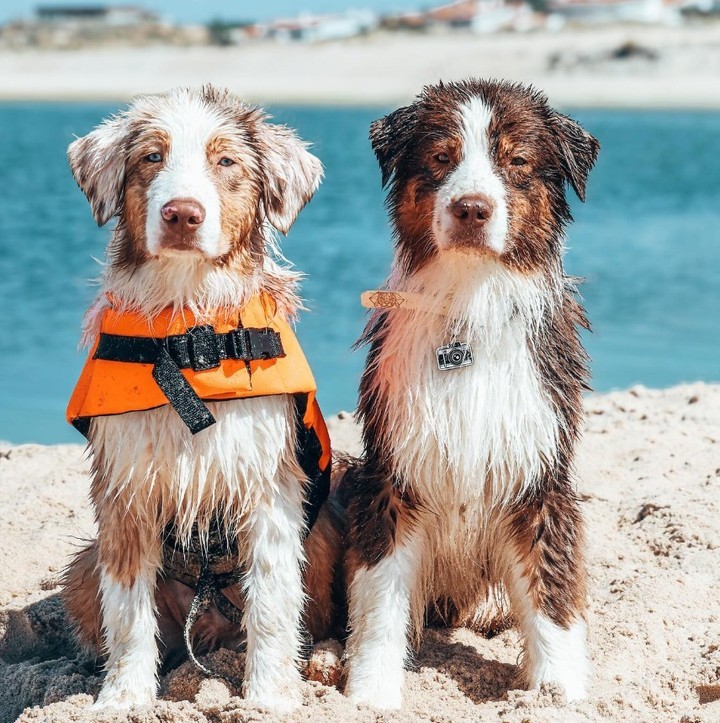 Veterinária diz o que tem de fazer para proteger o seu animal nos dias de calor. E os sinais a que tem de estar atento
