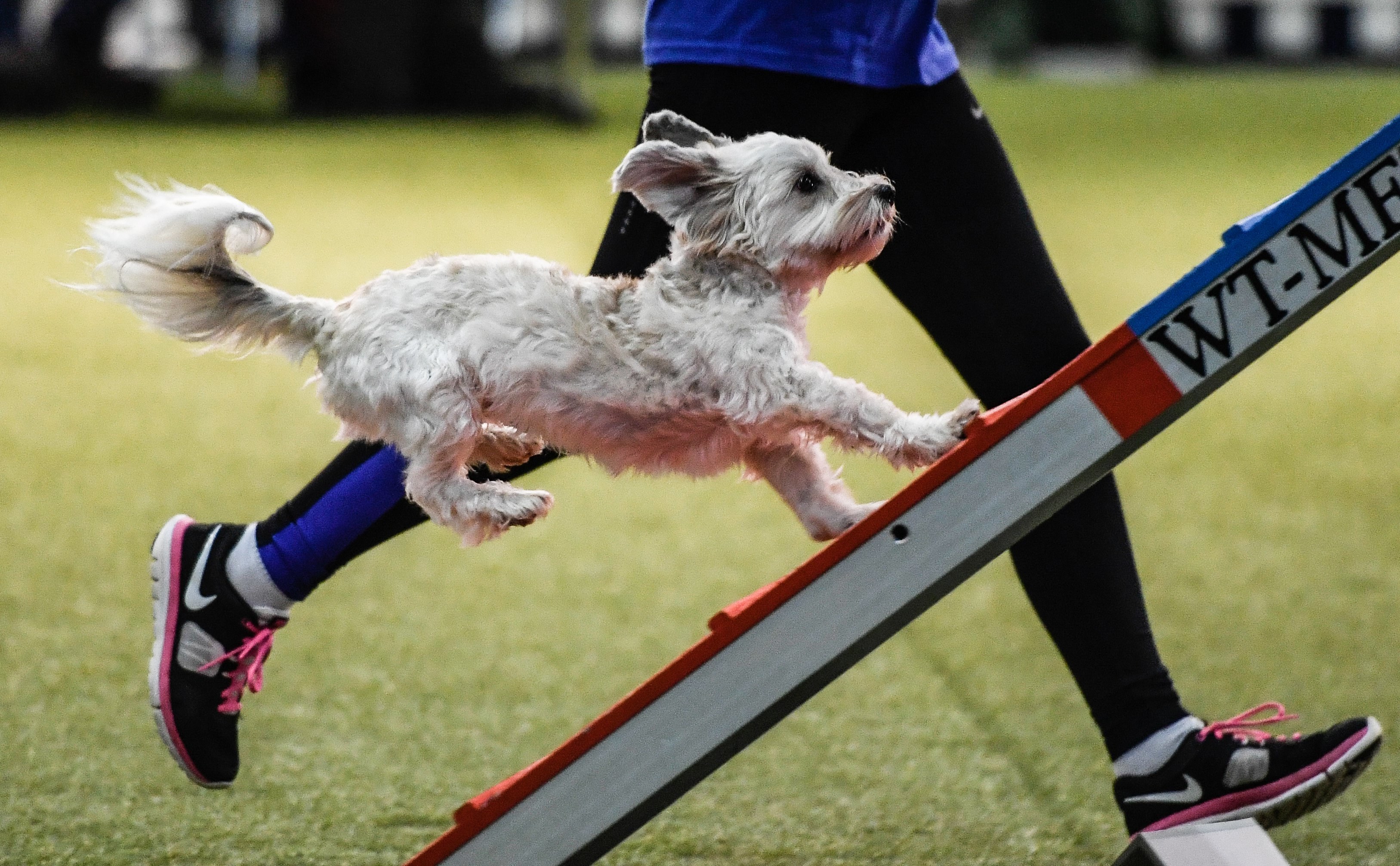 2.500 cães de 48 países: milhares de concorrentes esperados em Abrantes nos mundiais de Agility