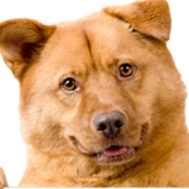 Da manga ao açaí. 6 receitas de mousses saudáveis