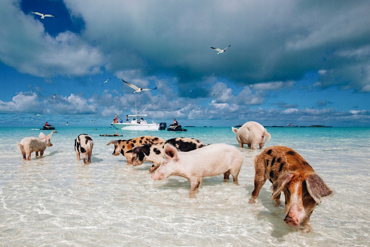 Experiências. 9 sítios onde pode nadar com porcos, tubarões, lontras ou medusas