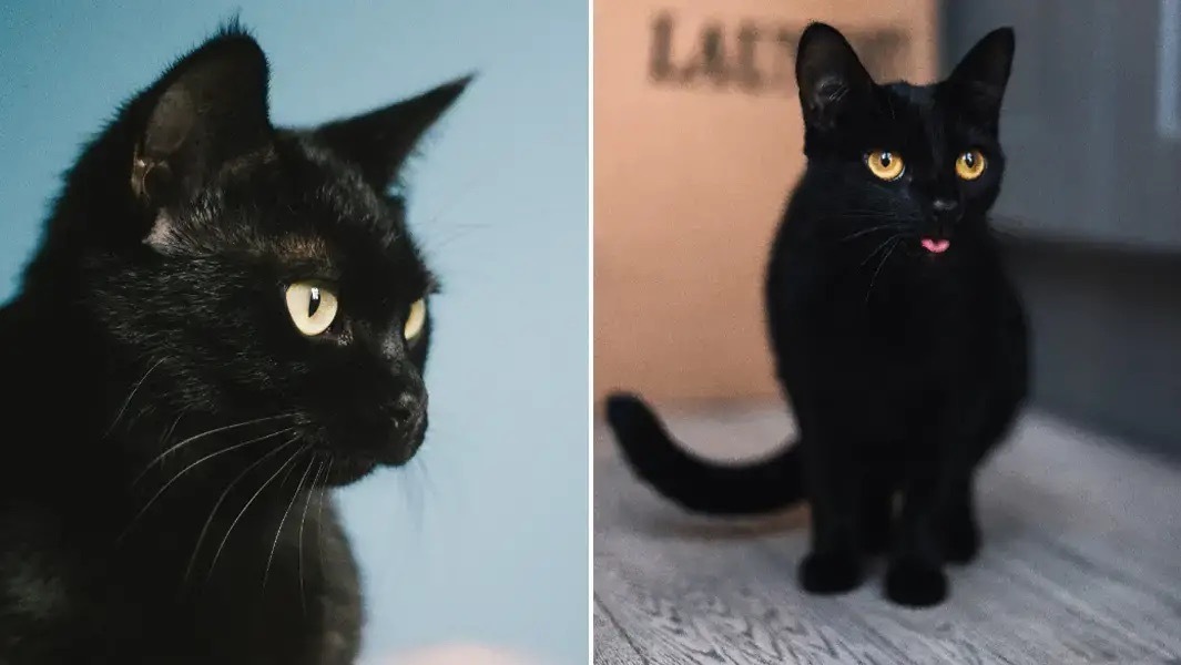 Está tudo doido! Este gato chama-se Blackie e tem uma fortuna avaliada em 21 milhões de euros