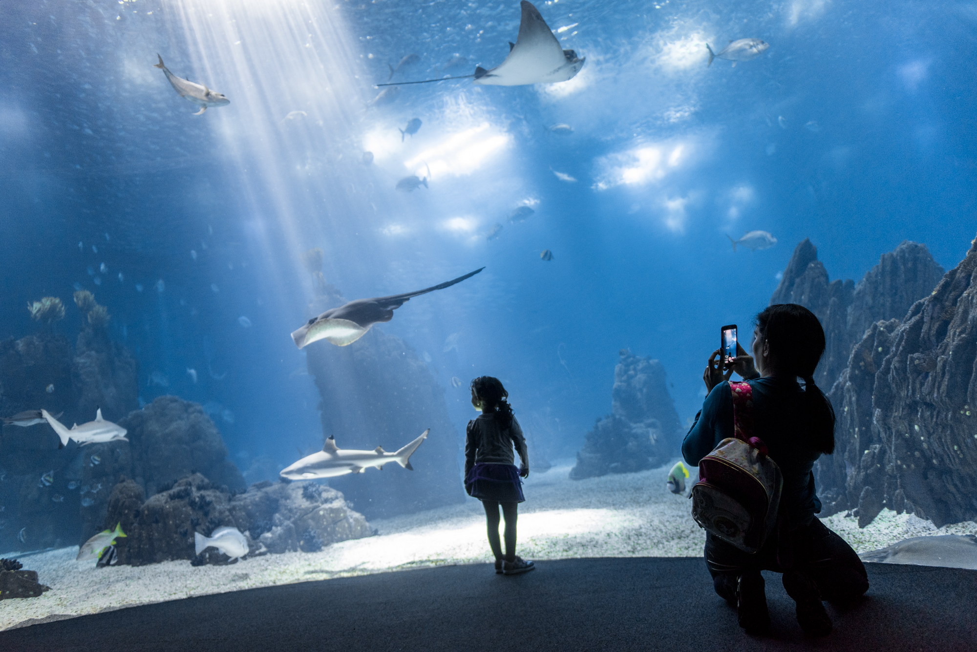 Oceanário está com 50% de desconto nos bilhetes. Agarre nos miúdos e comece o ano a ver os peixes
