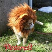 O novo restaurante do Chiado tem happy hour e uma açorda de comer e chorar por mais