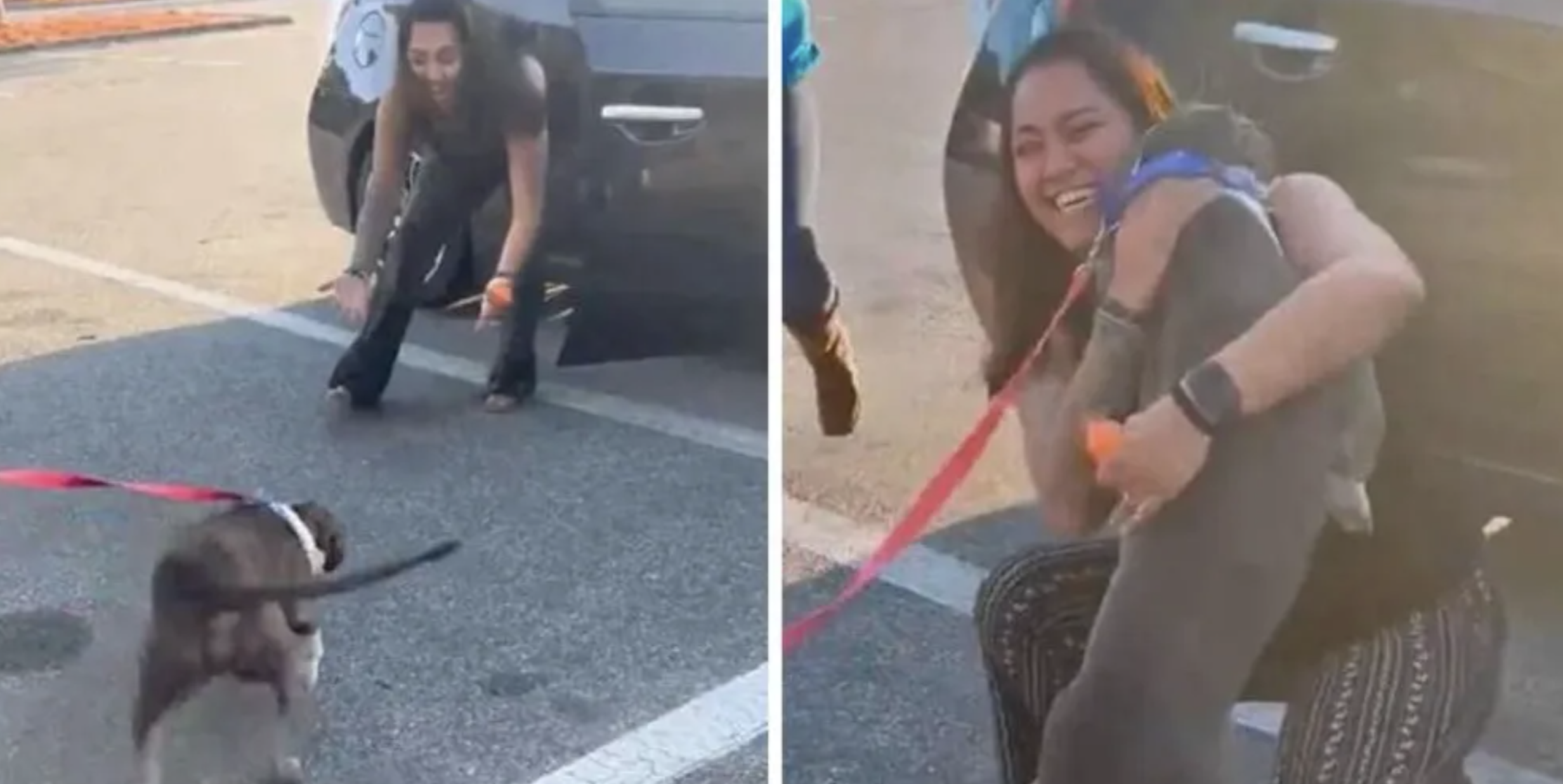 Cão perdido há 2 anos reencontra a dona e a sua reação é única. Imagens são maravilhosas