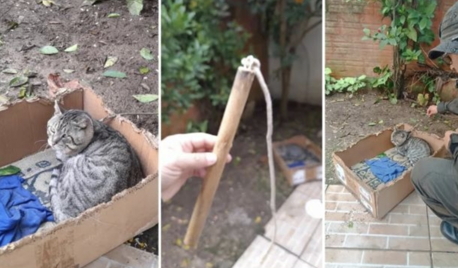 Mulher chicoteava os gatos porque miavam demasiado e incomodavam os vizinhos. Foi detida