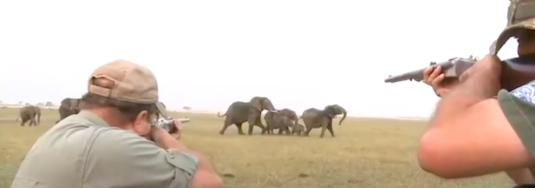 Caçador mata elefante e a manada vinga-se e ataca-o em fúria. Veja o vídeo