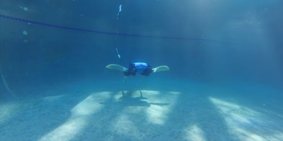 ART é uma tartaruga-robot com barbatanas que se transformam em pernas. Veja o vídeo