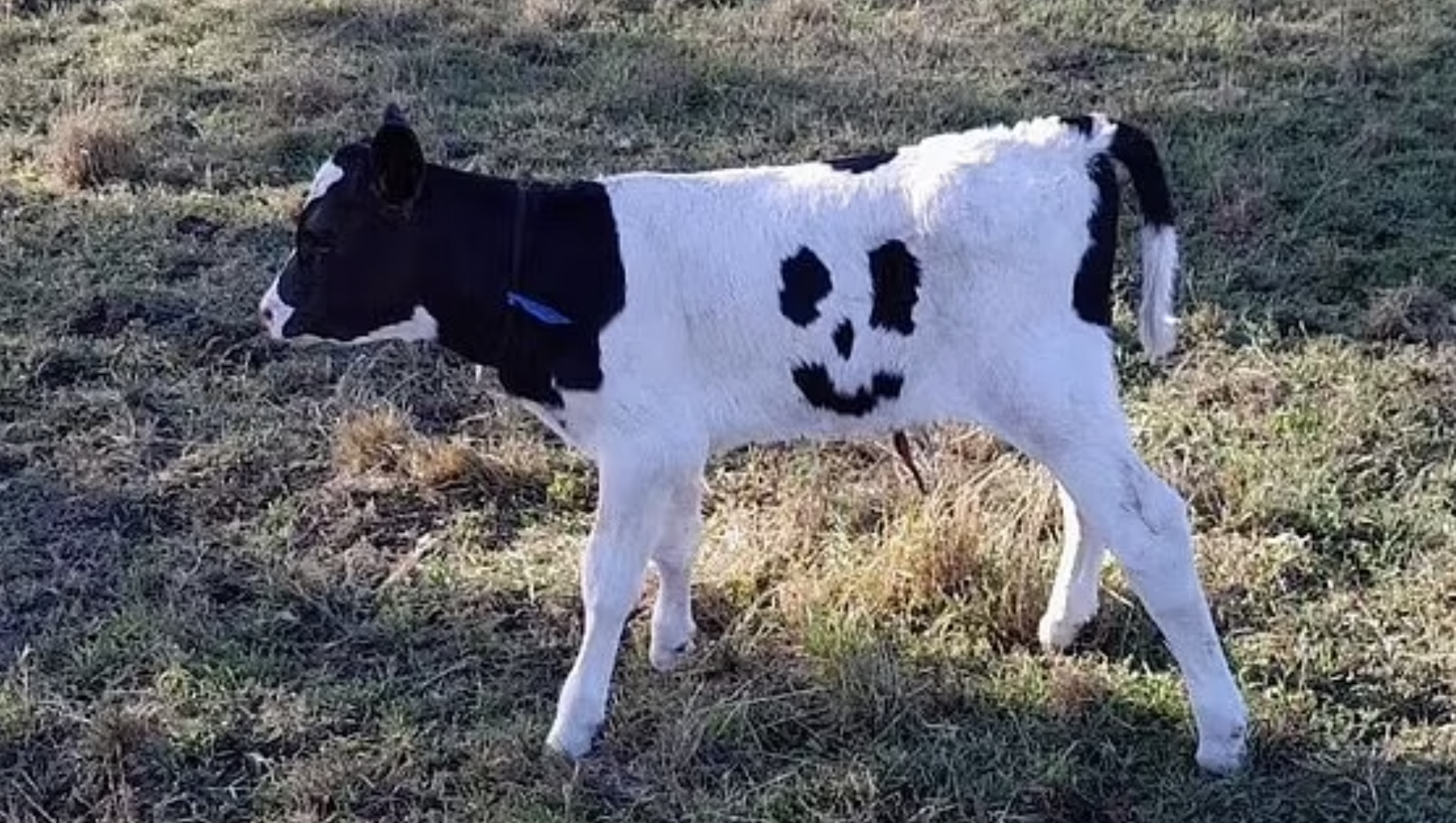 Bezerro nasce com manchas em forma de sorriso e os criadores adotam-no como animal de estimação