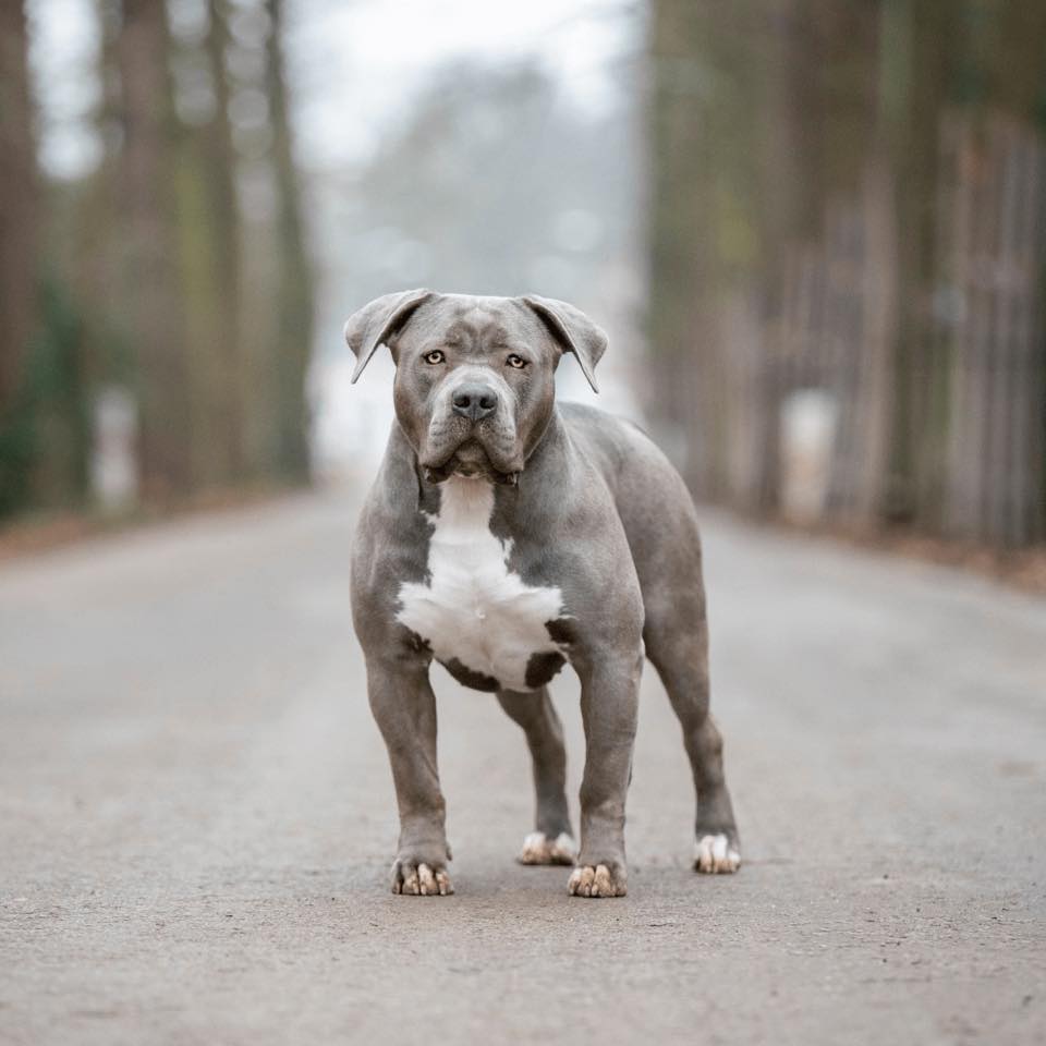 Homem muda-se para a Escócia com o cão, depois de raça ser banida em Inglaterra. “Não é justo”