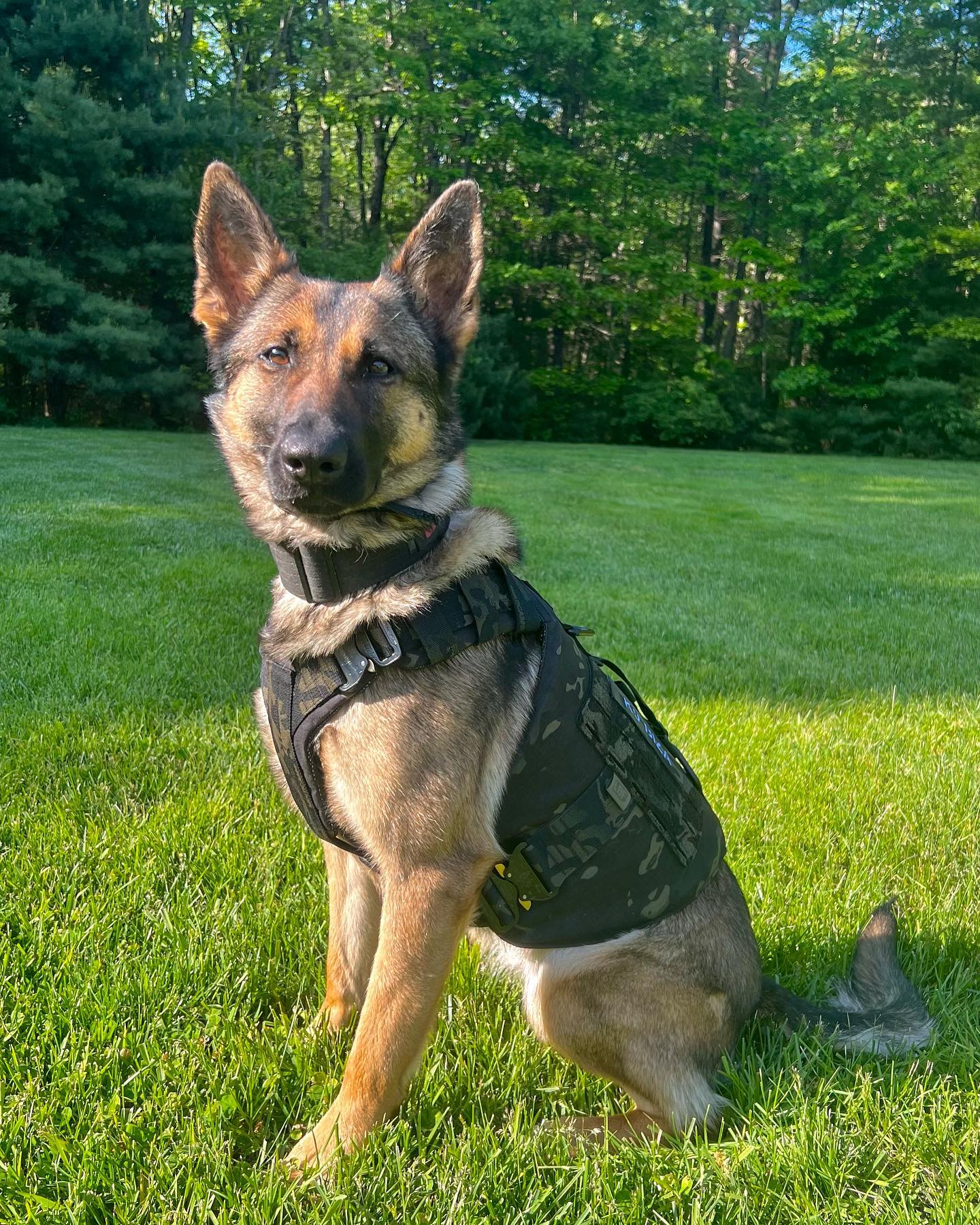 Criança de 12 anos desaparecida foi encontrada por cão. Animal seguiu o cheiro durante vários quilómetros