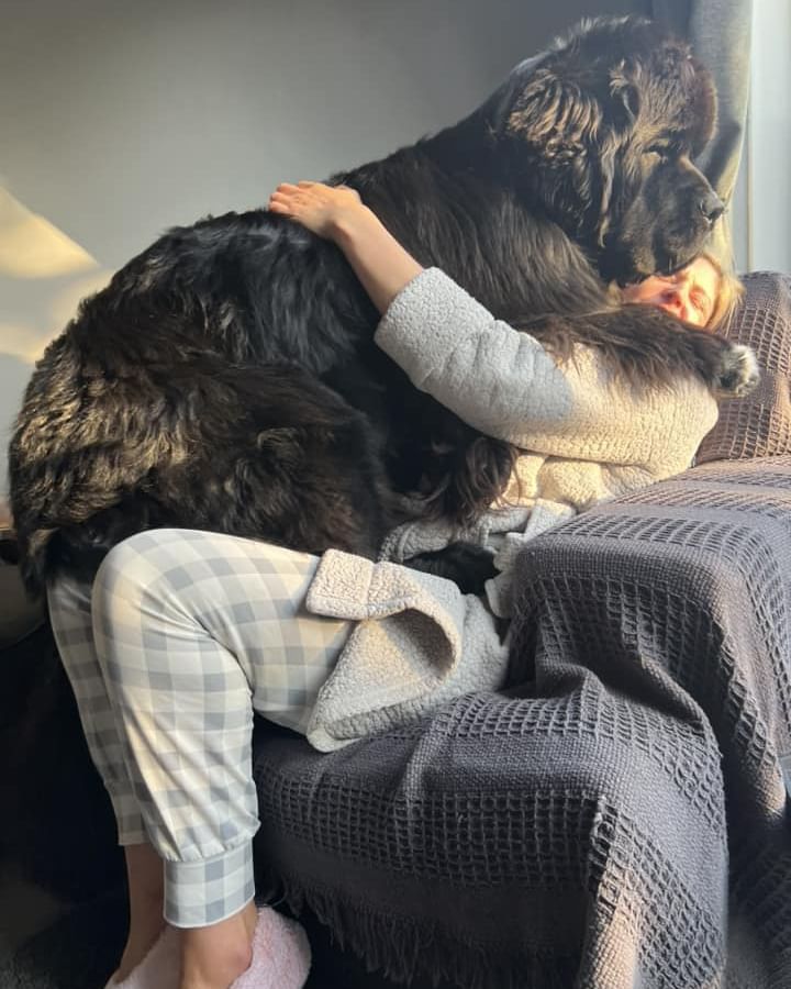 Este cão pesa 70 quilos, mas acha que é pequeno (e acaba por esmagar os donos). Veja as fotos hilariantes