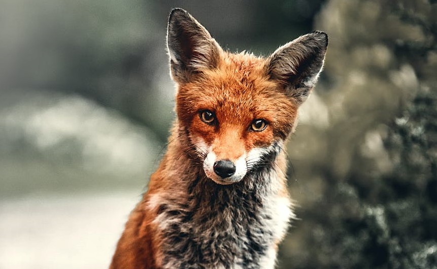 No Dia Mundial dos Animais, mostramos 8 contas de Instagram onde os bichos são os protagonistas