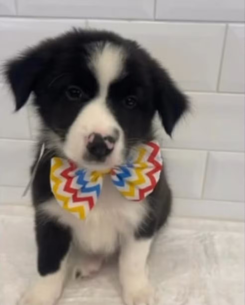 Homem rouba cão bebé que estava para adoção em loja de animais. Veja o vídeo revoltante