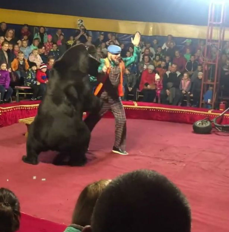 Urso ataca treinador de circo e as crianças ficam aterrorizadas