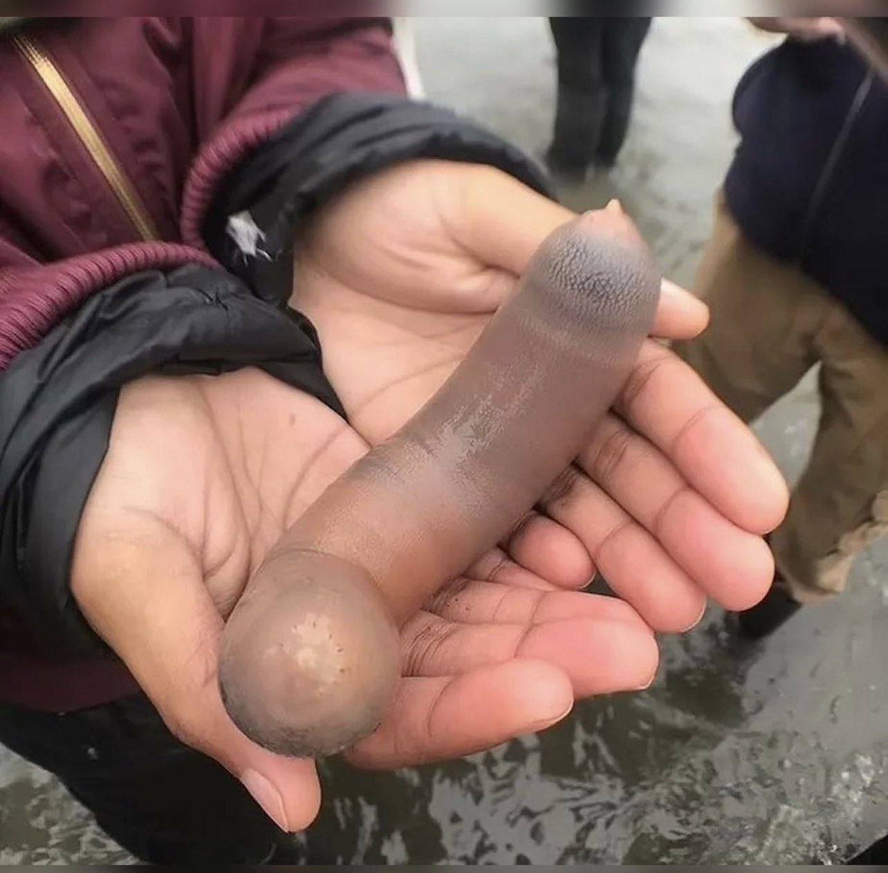 Centenas de “peixes-pénis” apareceram numa praia. Fenómeno já corre as redes sociais