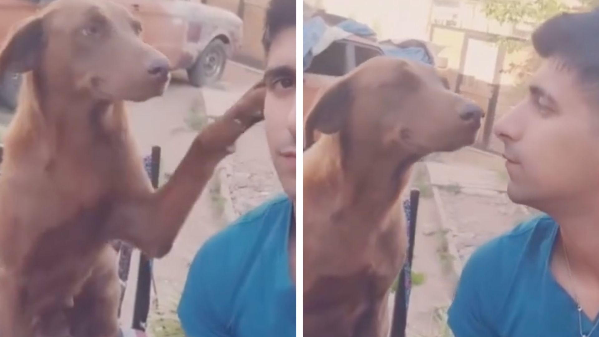 Esta cadela que fecha os olhos para receber beijos é a nova estrela da net — veja o vídeo mais doce do dia