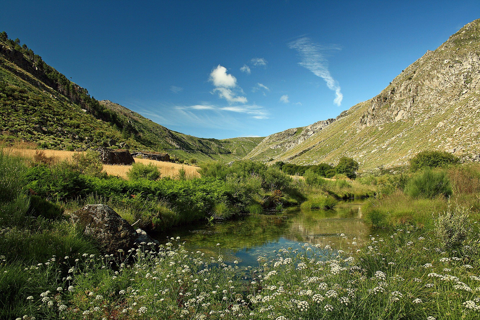 Região Centro de Portugal afetada pelos incêndios surge “Em Verde Vivo”