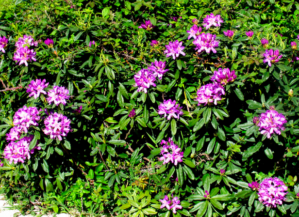 Foto de família tirada por acaso em Azeméis revela populações novas de rododendro raro no mundo