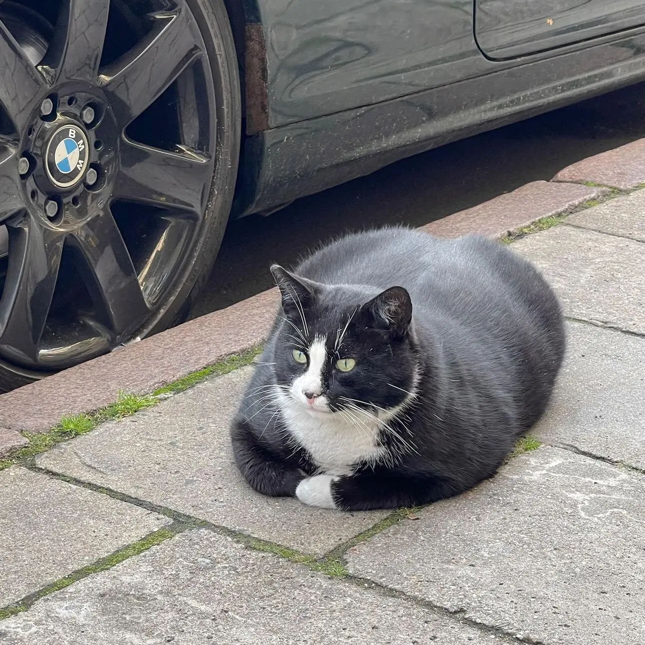 Este gato gorducho é uma das maiores atrações turísticas da Polónia — e tentaram raptá-lo