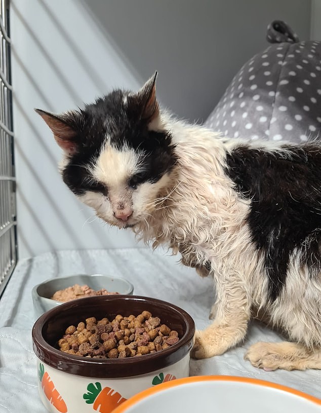 Esta gata esteve 2 anos desaparecida. Quando encontrou a família, até chorou