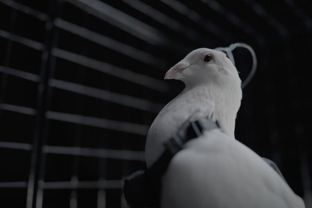 Rússia transforma pombos em “biodrones” através de implantes cerebrais