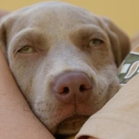 Crónica de um espião no Portugal Fashion #03. Boobing, dummying e bimbs são as novas tendências