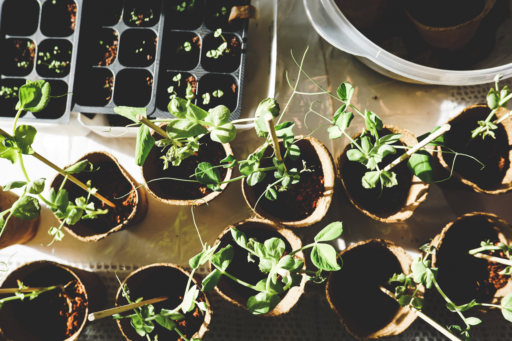Slow web. Ver plantas a crescer é a nova tendência da internet