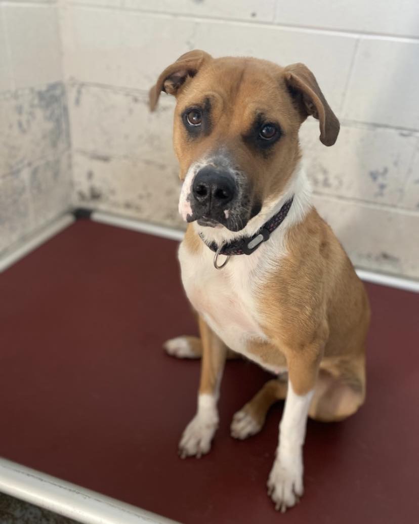 Esta cadela está há mais de 300 dias à espera que a adotem. “Não há razão para ela estar aqui tanto tempo”