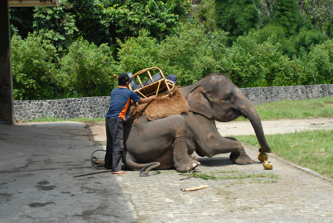 8 experiências turísticas em que maltratam animais (e que deve recusar-se a fazer)