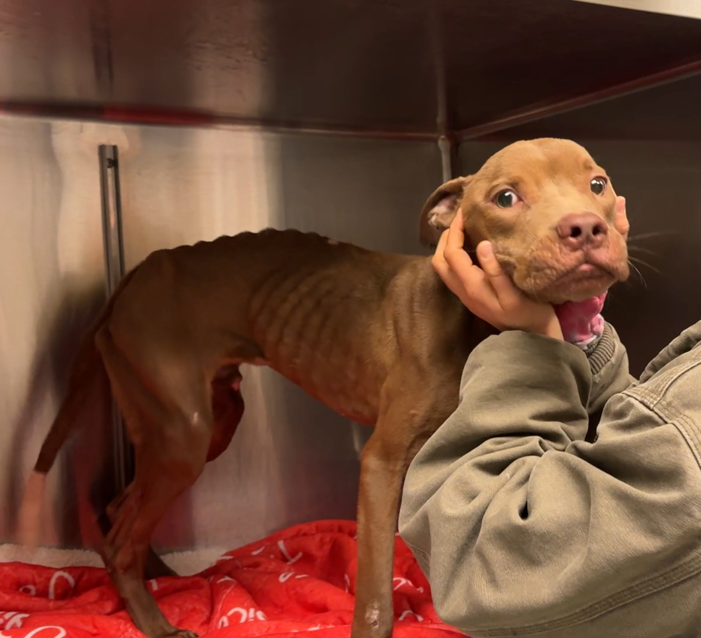 Veja a incrível transformação deste cãozinho maltratado (e tente não chorar)