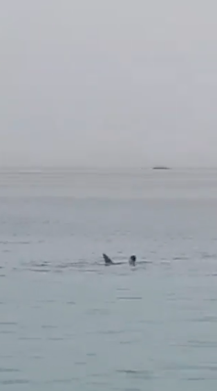 Tubarão mata jovem em praia de resort. Pai assistiu a tudo enquanto o filho pedia ajuda (veja o vídeo)