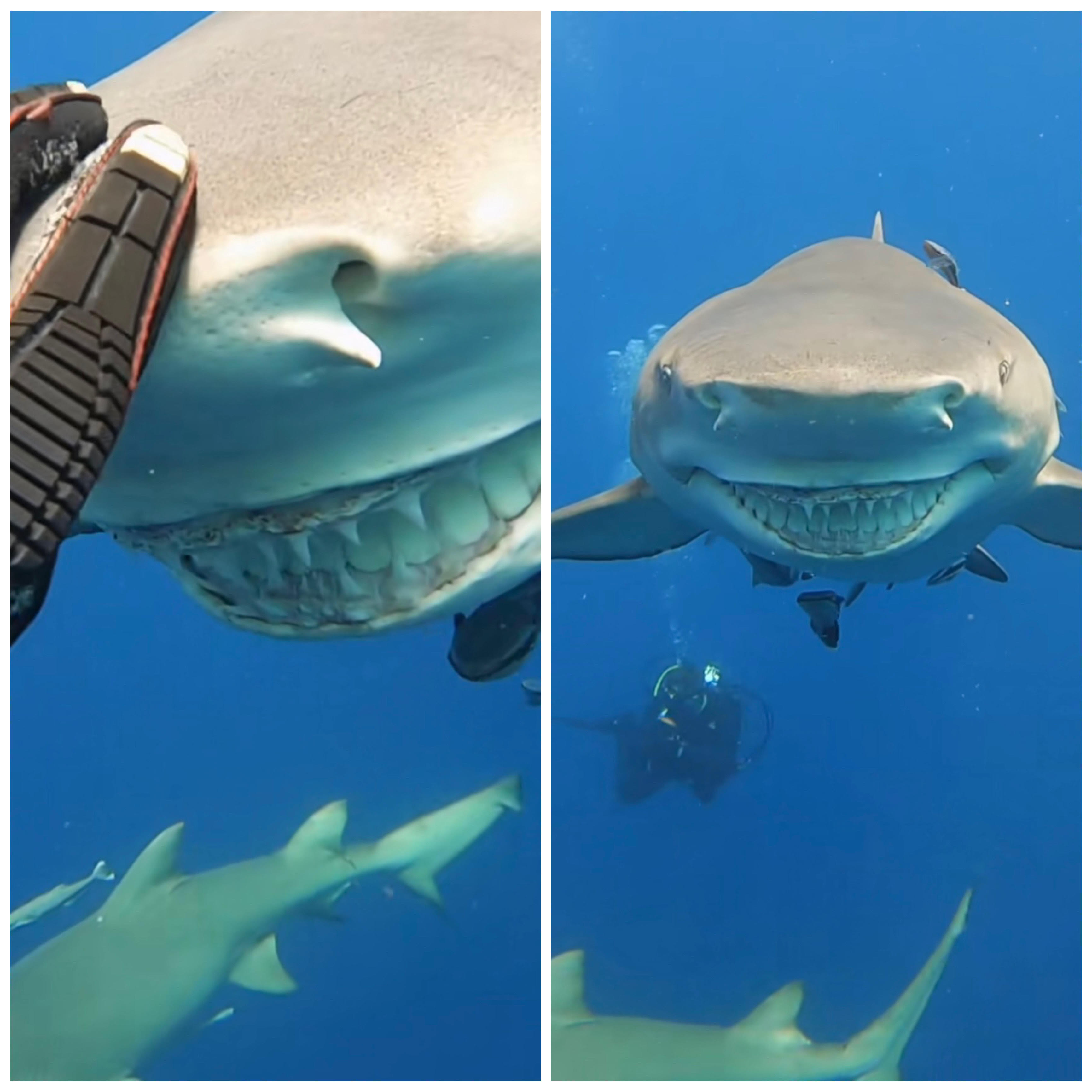 Instrutora de mergulho depara-se com um tubarão “sorridente” e ainda lhe dá uma festa no nariz (vídeo)