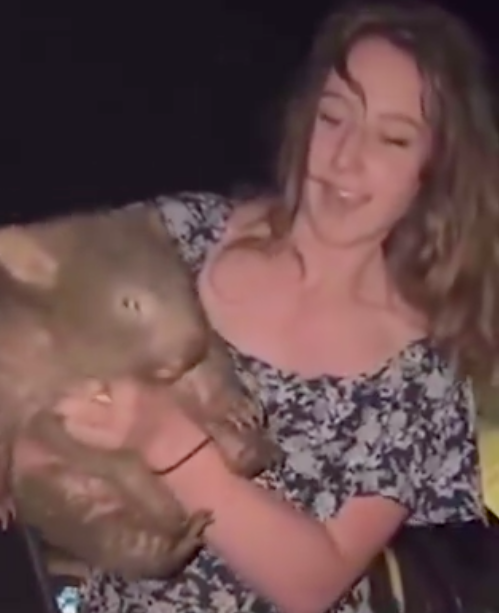 Influenciadora rouba wombat bebé da mãe e coloca o animal em perigo. Veja o vídeo (que lhe poderá valer uma deportação)
