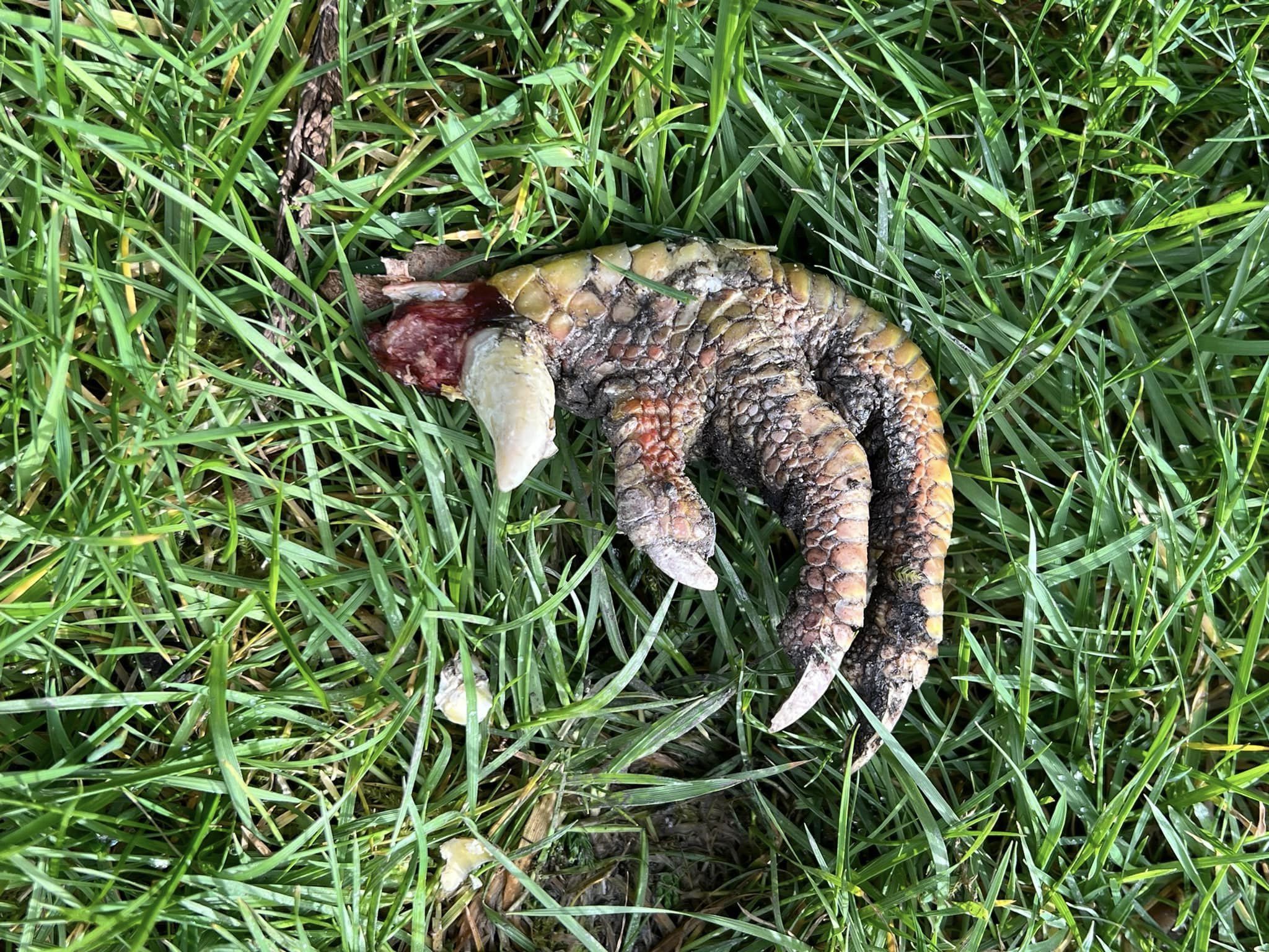 Mulher diz ter encontrado garra de dinossauro no jardim de casa. Especialistas não têm certezas sobre o que será