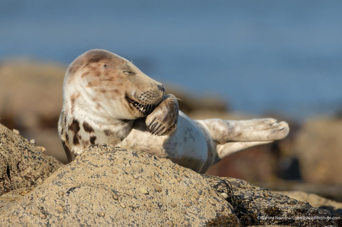 Da foca sorridente ao macaco a beijar a árvore. Uma de 42 fotografias vai ser escolhida a mais cómica do ano
