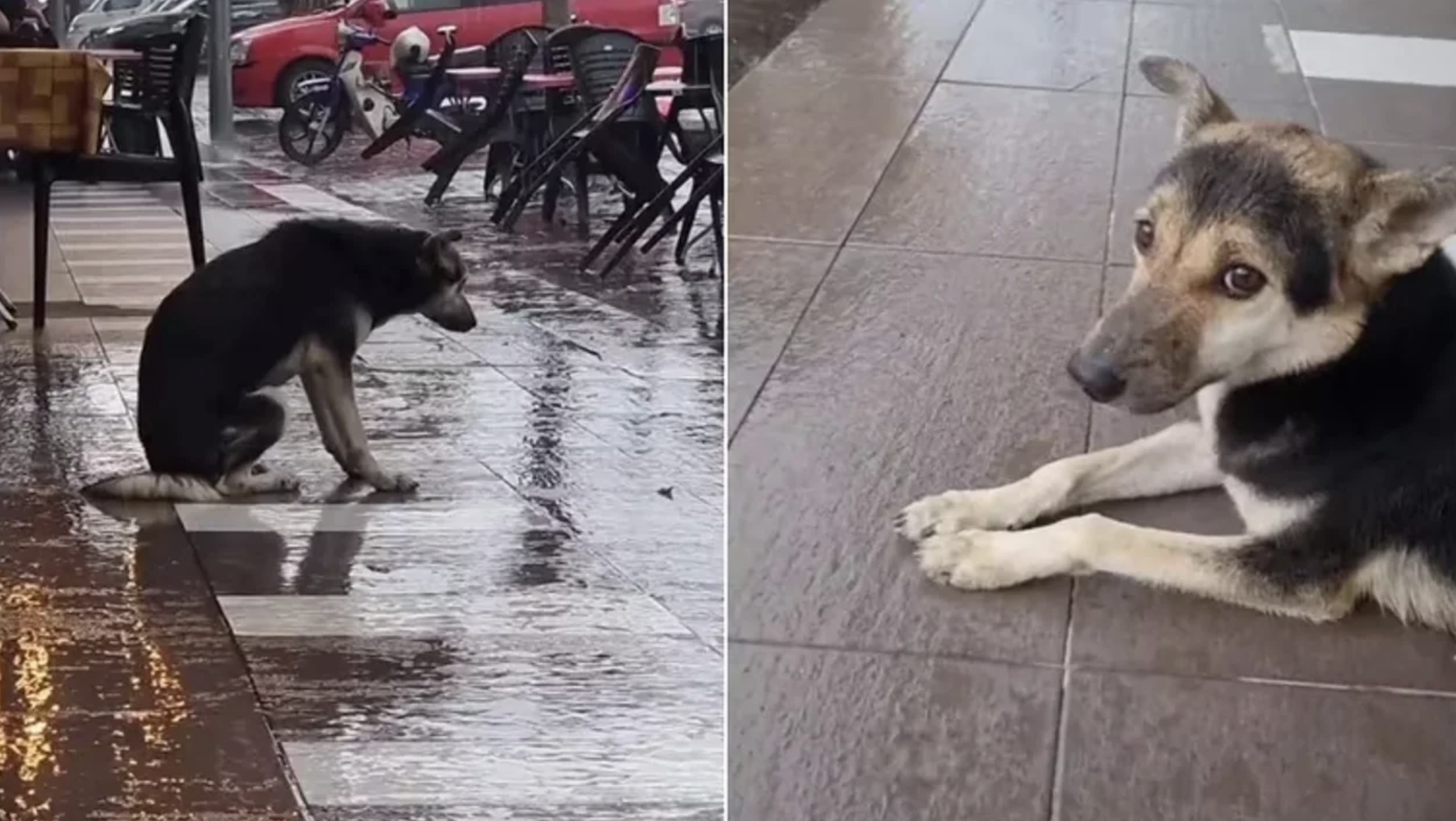 Cão fugiu de casa à procura dos donos e perdeu-se. Passou 8 meses à porta de uma loja à espera deles