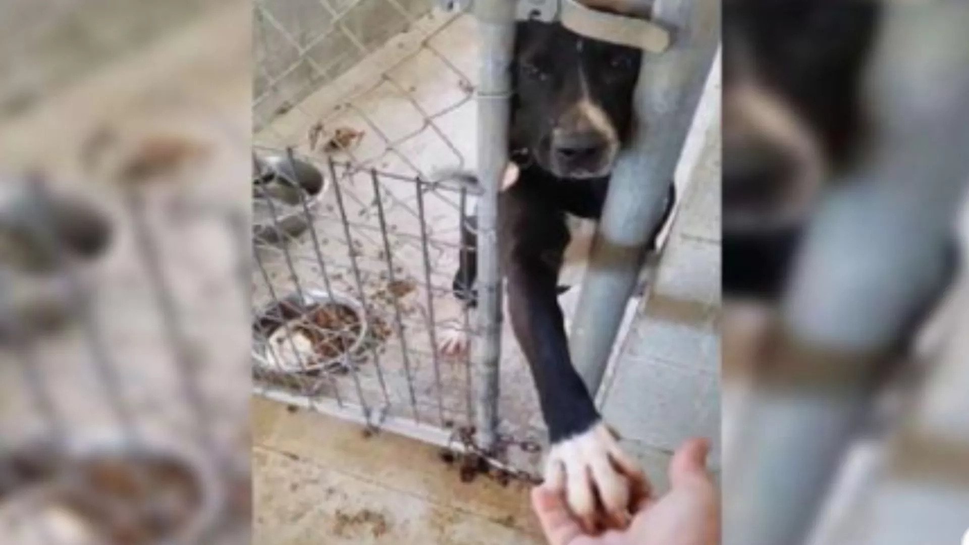 Cão que estava num abrigo e não queria que lhe largassem a pata virou uma estrela e já foi adotado. Veja o vídeo