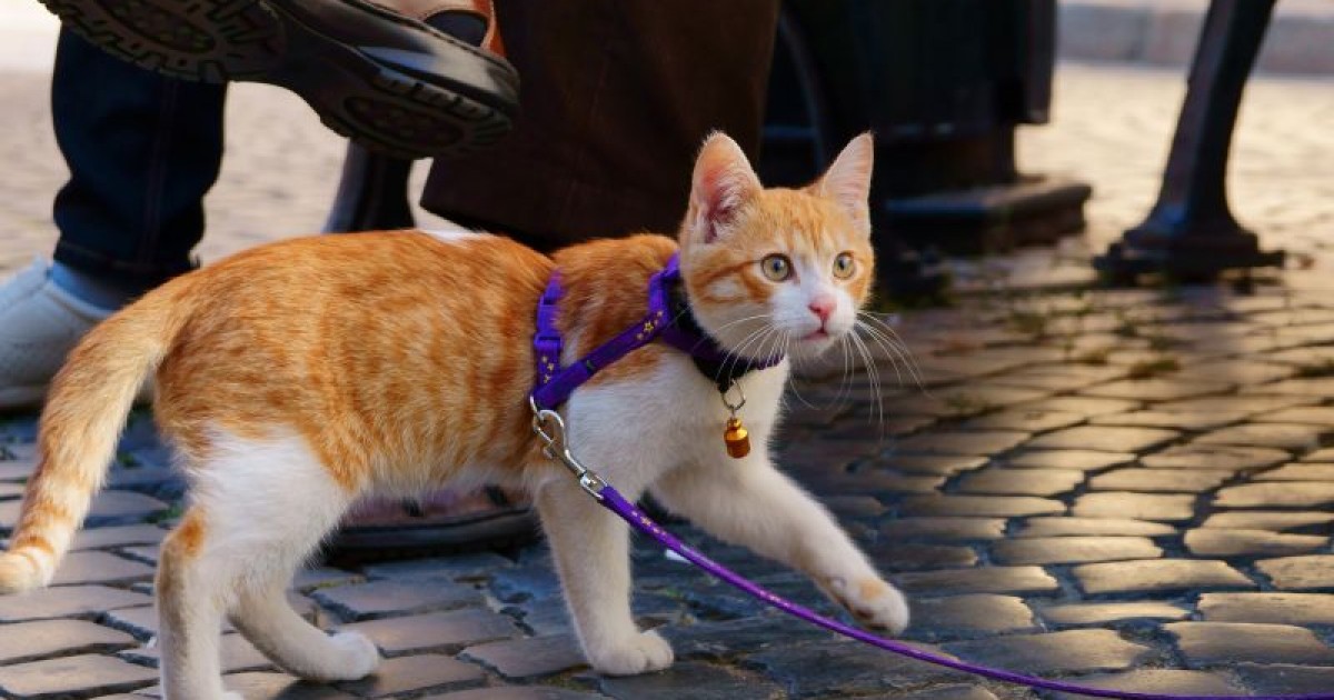 Devemos passear os gatos tal como passeamos os cães?