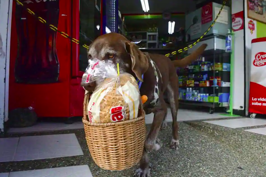 Eros, o cão de 8 anos que entrega as mercearias aos vizinhos num cesto