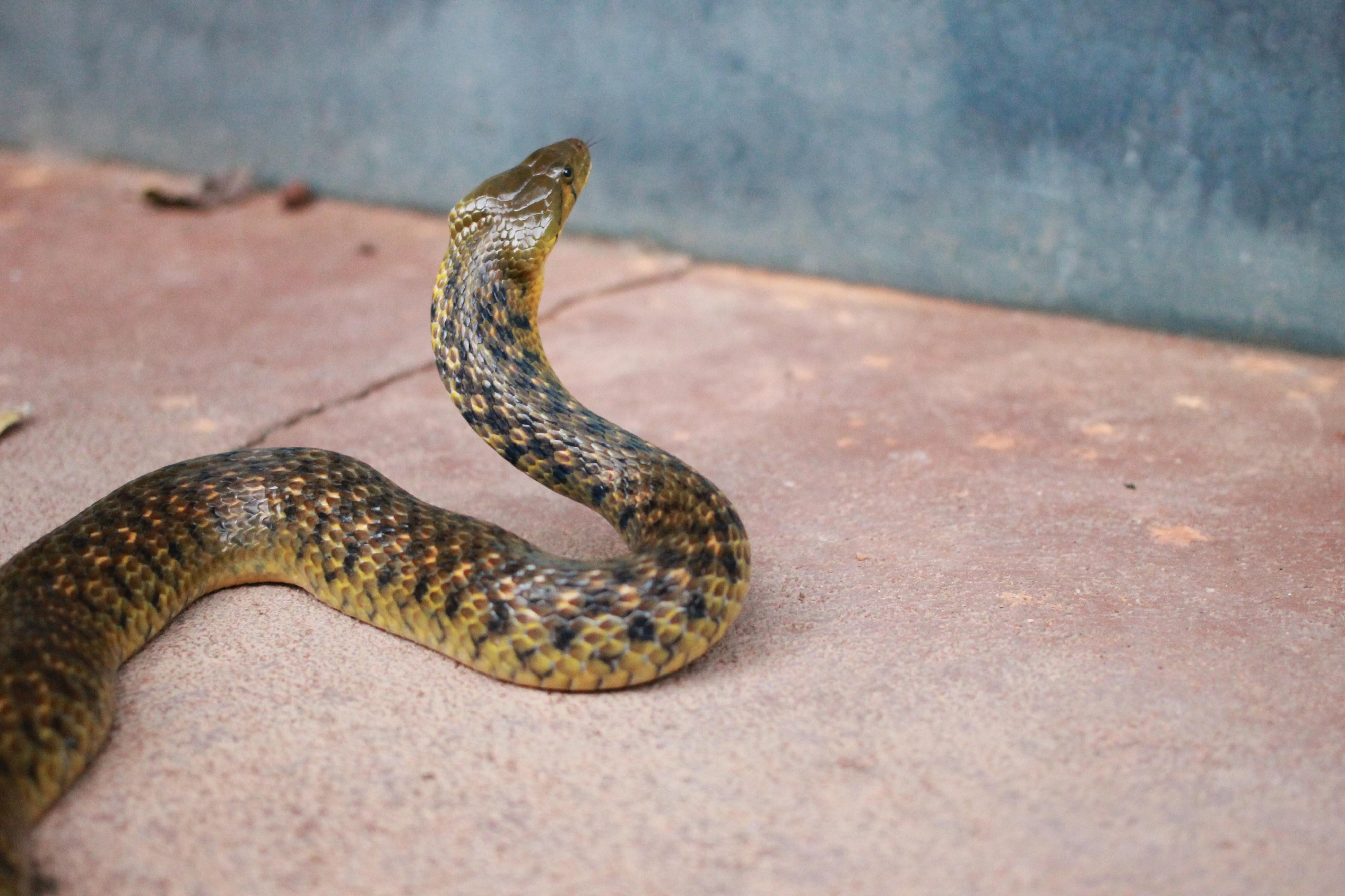 Criança de 8 anos morde cobra venenosa depois de ser atacada e mata o réptil