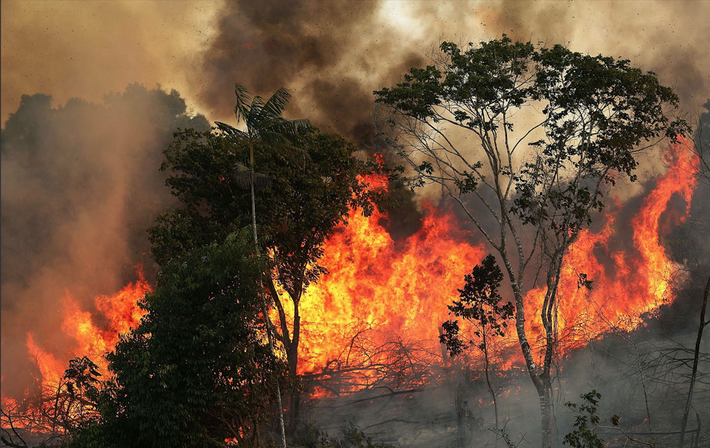 Há uma árvore que pode travar a desflorestação na floresta da Amazónia