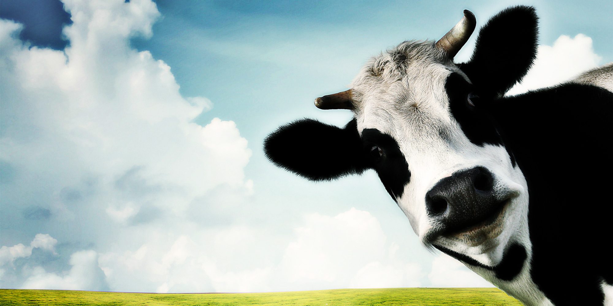 Cogumelos brancos e vacas com mais carne: as tendências da alteração genética dos alimentos